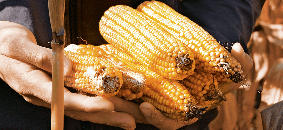 Говядина  «А1», кукурузный откорм.